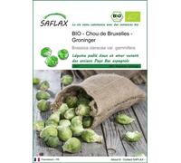 SAFLAX -- Chou de Bruxelles - Groninger - 30 graines - Brassica