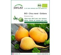 SAFLAX -- Chou navet - Goldana - 500 graines - Brassica
