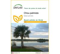SAFLAX - Chou palmiste - 8 graines - Sabal