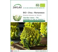 SAFLAX -- Chou - Romanesco - 50 graines - Brassica