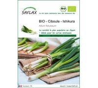 SAFLAX -- Ciboule - Ishikura - 150 graines - Allium