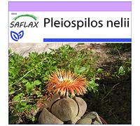SAFLAX - Cleft Stone - 40 graines - Pleiospilos nelii