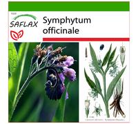 SAFLAX - Consoude - 15 graines - Avec substrat de culture sans germes - Symphytum officinale
