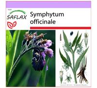 SAFLAX - Consoude - 15 graines - Symphytum officinale
