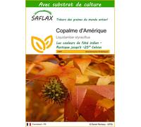 SAFLAX - Copalme d'Amérique - 100 graines - Avec substrat - Liquidamber