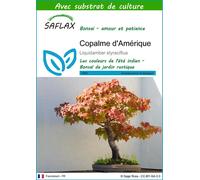 SAFLAX - Copalme d'Amérique - 100 graines - Avec substrat - Liquidamber
