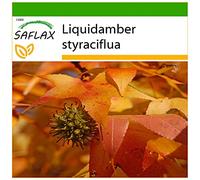 SAFLAX - Copalme d'Amérique - 100 graines - Avec substrat - Liquidamber styraciflua