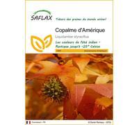 SAFLAX - Copalme d'Amérique - 100 graines - Liquidamber