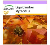 SAFLAX - Copalme d'Amérique - 100 graines - Liquidamber styraciflua