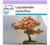 SAFLAX - Copalme d'Amérique - 100 graines - Liquidamber styraciflua