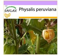 SAFLAX - Coqueret du Pérou - 100 graines - Physalis peruviana