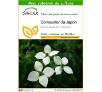 SAFLAX - Cornouiller du Japon - 30 graines - Avec substrat - Cornus