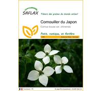 SAFLAX - Cornouiller du Japon - 30 graines - Cornus