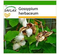 SAFLAX - Cotonnier - 12 graines - Avec substrat - Gossypium herbaceum