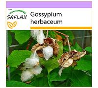 SAFLAX - Cotonnier - 12 graines - Gossypium herbaceum