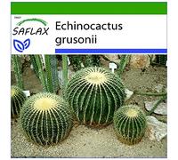 SAFLAX - Coussin de belle-mère - 40 graines - Avec substrat - Echinocactus grusonii