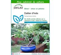 SAFLAX - Dattier d'Inde - 4 graines - Avec substrat - Tamarindus