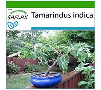 SAFLAX - Dattier d'Inde - 4 graines - Avec substrat - Tamarindus indica