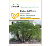 SAFLAX - Dattier du Mékong - 25 graines - Phoenix