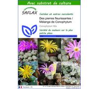 SAFLAX - Des pierres fleurissantes / Mélange de Conophytum - 40 graines - Avec substrat - Conophytum