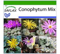SAFLAX - Des pierres fleurissantes/Mélange de Conophytum - 40 graines - Avec substrat - Conophytum Mix