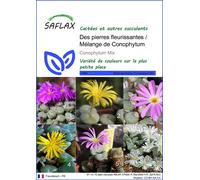 SAFLAX - Des pierres fleurissantes / Mélange de Conophytum - 40 graines - Conophytum