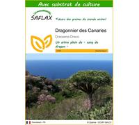 SAFLAX - Dragonnier des Canaries - 5 graines - Avec substrat - Dracaena