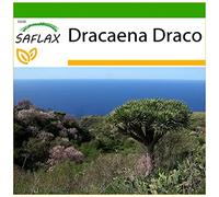 SAFLAX - Dragonnier des Canaries - 5 graines - Avec substrat - Dracaena Draco