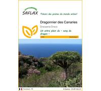 SAFLAX - Dragonnier des Canaries - 5 graines - Dracaena