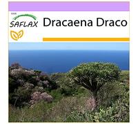 SAFLAX - Dragonnier des Canaries - 5 graines - Dracaena Draco
