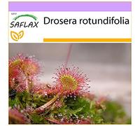 SAFLAX - Droséra à feuilles rondes - 50 graines - Drosera rotundifolia