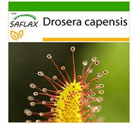 SAFLAX - Droséra du Cap - 200 graines - Avec substrat - Drosera capensis