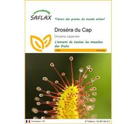SAFLAX - Droséra du Cap - 200 graines - Drosera