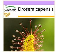SAFLAX - Droséra du Cap - 200 graines - Drosera capensis