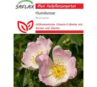 Saflax Églantier - 50 Graines