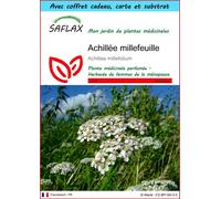 SAFLAX Ensemble-cadeau - Achillée millefeuille - 200 graines - Achillea