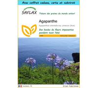 SAFLAX Ensemble-cadeau - Agapanthe - 50 graines - Agapanthus