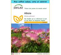 SAFLAX Ensemble-cadeau - Albizia - 50 graines - Albizia