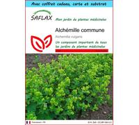 SAFLAX Ensemble-cadeau - Alchémille commune - 100 graines - Alchemilla