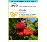 SAFLAX Ensemble-cadeau - Arbousier - 50 graines - Arbutus