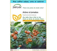 SAFLAX Ensemble-cadeau - Arbre à tomates - 50 graines - Cyphomandra