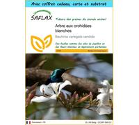 SAFLAX Ensemble-cadeau - Arbre aux orchidées blanches - 5 graines - Bauhinia