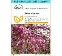 SAFLAX Ensemble-cadeau - Arbre d'amour - 60 graines - Cercis
