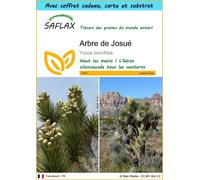 SAFLAX Ensemble-cadeau - Arbre de Josué - 10 graines - Yucca