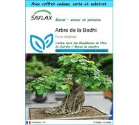 SAFLAX Ensemble-cadeau - Arbre de la Bodhi - 100 graines - Ficus
