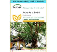 SAFLAX Ensemble-cadeau - Arbre de la Bodhi - 100 graines - Ficus