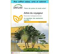 SAFLAX Ensemble-cadeau - Arbre du voyageur - 8 graines - Ravenala