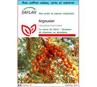 SAFLAX Ensemble-cadeau - Argousier - 40 graines - Hippophae
