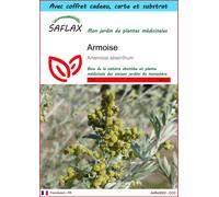 SAFLAX Ensemble-cadeau - Armoise - 500 graines - Artemisia