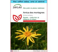SAFLAX Ensemble-cadeau - Arnica des montagnes - 40 graines - Arnica